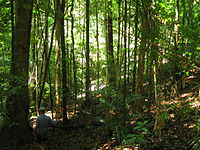 Daintree rainforest, a tropical humid forest
