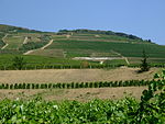 Hill with vineyards