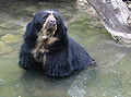 The spectacled bear another rare mammal species, similar to the giant panda in Asia.