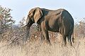 Afrikanische Elifant (Loxodonta africana)