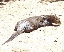 Lontra longicaudis o lobito de río / lupino di fiume o lontra di coda lunga