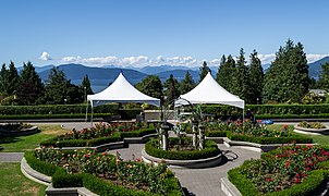 Rose Garden at the University of British Columbia in Vancouver, British Columbia, Canada
