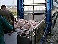 Image 23Pigs being loaded into their transport (from Livestock)