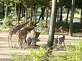 Zebras and giraffes in Burgers Zoo, Arnhem, Netherlands. Zèbres et girafes au Burgers Zoo, à Arnhem, aux Pays-Bas.