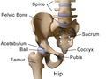 Illustration of Hip (Frontal view).