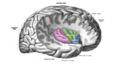 Location and structure of the insular cortex