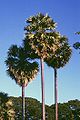 Borassus flabellifer, palmira-pálma