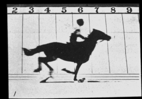 Animation of the original 1878 version of the Sallie Gardner series, excluding the 12th frame where the horse is standing still
