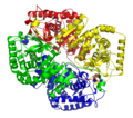 Human lactate dehydrogenase, isoform found in the liver and muscle
