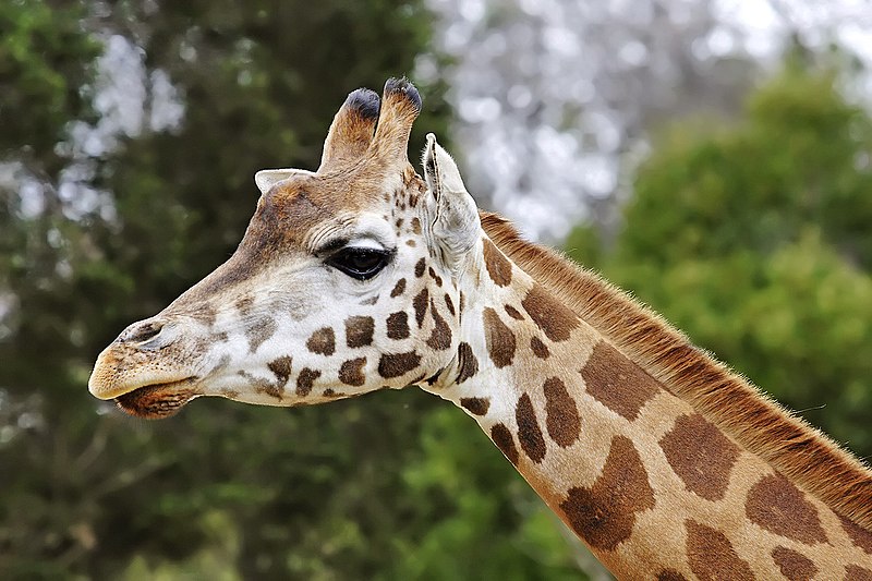 File:Giraffe08 - melbourne zoo edit.jpg