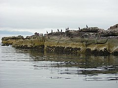 Shag birds on Longa Island