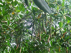 Vivipary in Rhizophora mangle seeds