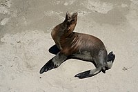 California sea lion (Zalophus californianus) by the pier