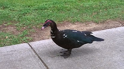 Black wild type Muscovy duck in Baton Rouge