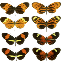 Heliconius warns off predators with Müllerian mimicry.[101]