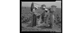 A Jewish family harvesting the bean crop in Bridgeton, New Jersey