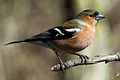 The unique plumage of the common chaffinch, Fringilla coelebs, unmistakably identifies the species, but its adaptive role is enigmatic.