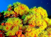 Sommige koralen hebben felgekleurde tentakels (Tubastraea coccinea)