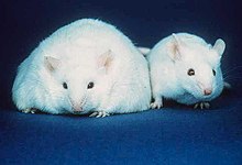 Dua ekor tikus putih dengan ukuran telinga yang serupa, mata yang hitam, dan hidung berwarna merah muda. Meskipun demikian, ukuran tubuh tikus yang di sebelah kiri lebih kurang tiga kali lebih lebar dibandingkan tikus berukuran normal di sebelah kanan.