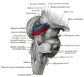 Hind- and mid-brains; posterolateral view