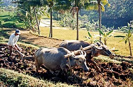 Ploughing a rice terrace with water buffaloes, Java