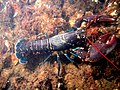 Thumbnail for Lobster