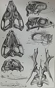 Tuatara skull in various views with palatine tooth row visible on underside of the skull
