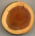 Image 15A section of yew (Taxus baccata) showing 27 annual growth rings, pale sapwood and dark heartwood (from Tree)