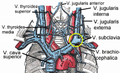The brachiocephalic veins, superior vena cava, inferior vena cava, azygos vein and their tributaries.