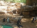 African Penguin in the Zoological Center of Tel Aviv-Ramat Gan.