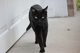 Some cultures are superstitious about black cats, ascribing either good or bad luck to them.