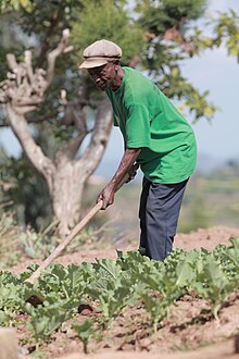 A picture of a man in a cabbage farm