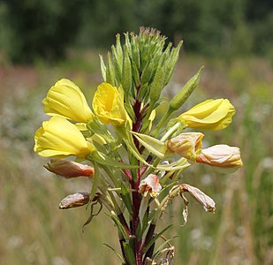 Oenothera rubricaulis (Common Evening-primrose)