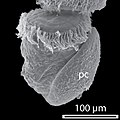 Trochophore of Haliotis asinina 11 hours post-fertilisation, with a calcified protoconch (pc)