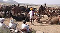 Annual camel market at Pushkar in Rajasthan, India