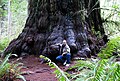 Image 42Redwood tree in northern California redwood forest, where many redwood trees are managed for preservation and longevity, rather than being harvested for wood production (from Forest)