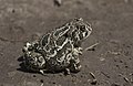 Great Plains toad (Anaxyrus cognatus)