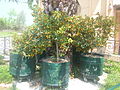 Potted kumquat trees at a kumquat liqueur distillery in Corfu.