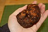 Oregon brown truffle