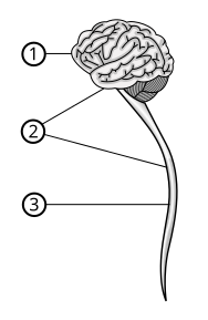File:Central nervous system.svg