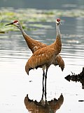 Thumbnail for Crane (bird)