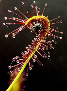 Wąski liść pokryty gruczołkami zaginający się wokół muchy