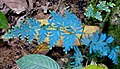 Selaginella wildenowii leaves