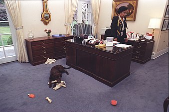 Buddy jugant amb les seves joguines davant de l'escriptori de Betty Currie, secretària de Bill Clinton.