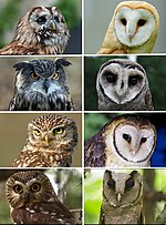 Thumbnail for Owl