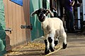 A spring lamb