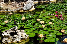 Isamu Taniguchi Japanese Garden Lily Pond