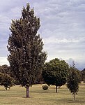 Acer rubrum 'Armstrong', Acer saccharum 'Globosum', and Acer ginnala in Horticultural collections (1987)