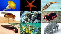 Sự đa dạng của động vật không xương sống từ các phân ngành khác nhau (bao gồm các loài động vật không xương sống trong ngành Chordata)