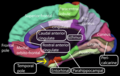 Медіальна (внутрішньо-бічна) поверхня кори головного мозку
